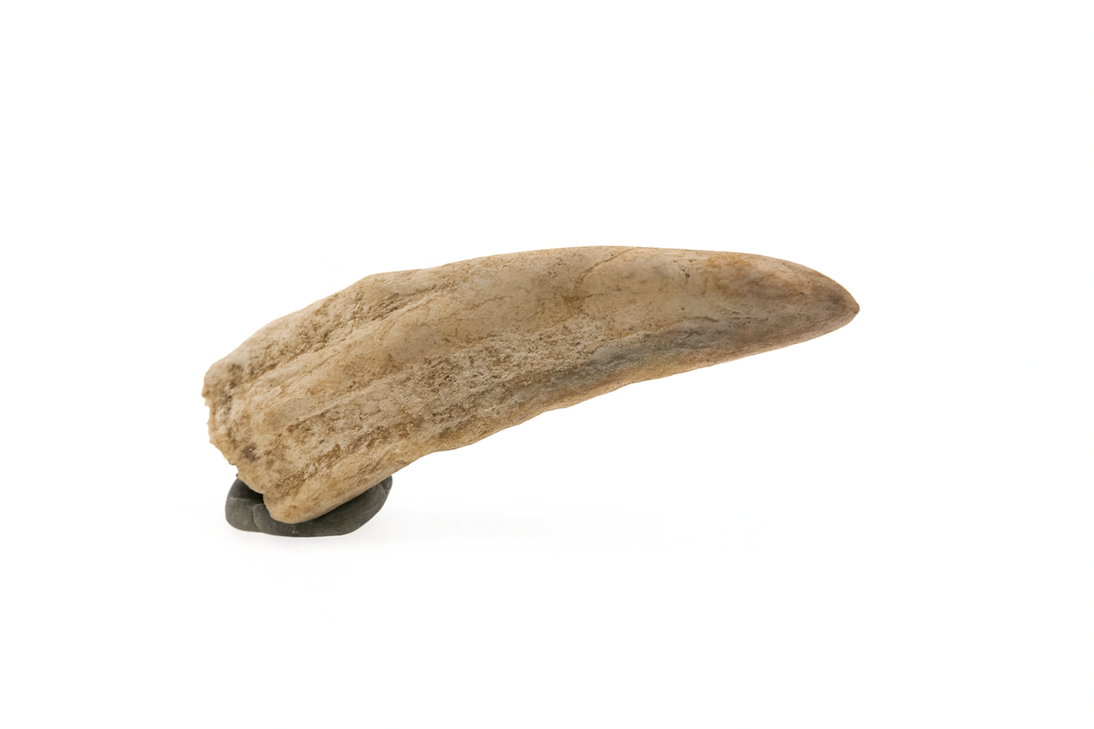 Sawfish Rostral Spine.